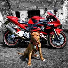 Sondemir Dayi On Twitter Kangal Pitbul Dovusleri Izle Full Http T Co Aiehbcrx
