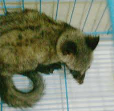 Check spelling or type a new query. Berbulu Musang Kompasiana Com
