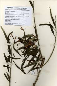 Image result for Agelanthus