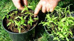 Juicy tomato plants need 1 to 2 inches of water per week. Container Archives Plantophiles