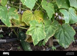 Image result for thrips damage on cucumber