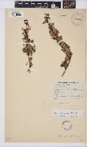 Image result for Searsia gueinzii