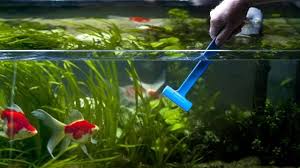Demikian penjelasan kami tentang cara menjernihkan air aquarium secara alami dari kebun.co.id, semoga dapat bermanfaat dan menambah wawasan anda. 5 Cara Membersihkan Kaca Aquarium Dari Kerak Rumahlia Com