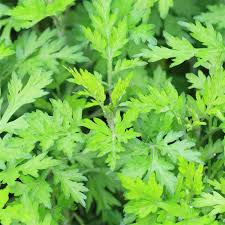Learn more about mugwort uses, effectiveness, possible side effects, interactions, dosage, user ratings and products that contain mugwort. Mugwort Artemisia Mayernik Kitchen