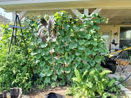 I bought my tunnel trellis at gardenersupply.com. Melon Trellising Crazy Green Thumbs