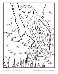 Owl Worksheet Education Com Owl Coloring Pages Bird Drawings Unicorn Coloring Pages