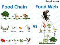 Energy transfer between trophic levels is inefficient—with. What Is The Difference Between Food Chain And Food Web Teachoo