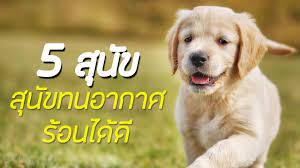 5 สายพ นธ ส น ขถ กทนก บอากาศร อนได ด ลาบราดอร ร ทร ฟเวอร บอร เดอร คอลล เกรทเดน