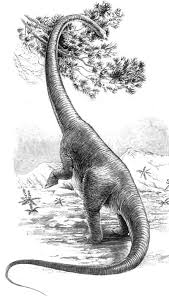 Large herbivorous animal native to india, nepal, myanmar, borneo and sumatra; Gallery Natural History Museum
