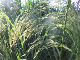 Image result for Eragrostis aethiopica
