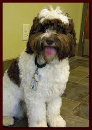 Take a sneak peak at the movies coming out this week (8/12) sustainable celebs we stan: Mini Chocolate White Parti Australian Labradoodle Labradoodle Funny Australian Labradoodle Labradoodle Puppy