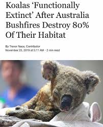 Our Planet Daily On Instagram Breaking News Please Share This Post With Your Followers As We Must Save The Koalas Recent Bus In 2020 Koalas Australia Animals Koala