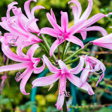 Pink flowers that grow from bulbs. Nerine Pink Jewel Garden Express