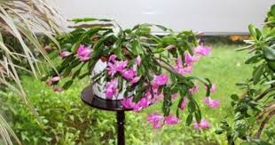 You will want to keep it even. Growing Christmas Cactus Outdoors Can Christmas Cactus Be Outside Christmas Cactus Hanging Plants Plants