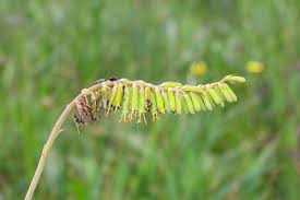 Image result for Hermannia grandistipula