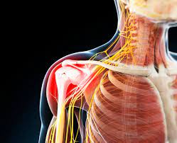Impingement Syndrome Shoulder Icd 10