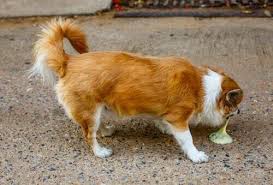 I succhi gastrici svolgono un ruolo importante per la digestione di fido, ma in assenza di alimenti da. Tipi Di Vomito Nei Cani A Cosa Fare Attenzione I Miei Animali