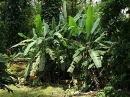 Image result for Musa ornata