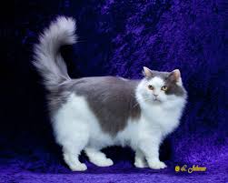 Ragamuffin Cat Gp Ragtime Cats Blueberries Cream Cat Breeds Ragamuffin Cat Ragdoll Cat Breed
