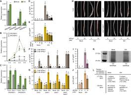 Maybe you would like to learn more about one of these? The Plant Cell Wall Integrity Maintenance And Immune Signaling Systems Cooperate To Control Stress Responses In Arabidopsis Thaliana Science Signaling