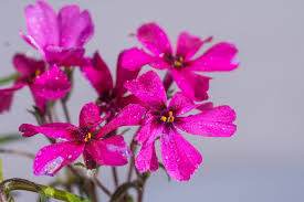 Teppich Phlox Phlox Subulata Rot Gunstig Online Kaufen Staude Blute Blume Garten Natur Gestaltung Pflanze Pflanzen Bestellen Pflanzen Steinpflanzen