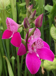 Image result for Disa woodii