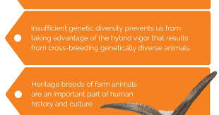 Genetic Diversity In Farm Animals And Why It Matters Sheepspot In 2020 Make An Infographic Farm Animals Livestock Conservancy