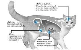 Common Cat Dental Problems In