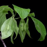 Image result for Triaspis hypericoides