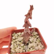 Image result for Ceropegia pygmaea