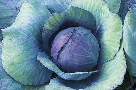 9 Of The Best Cabbage Varieties Gardener S Path Cabbage Varieties Growing Vegetables Vegetables