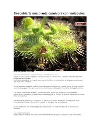 Brusca (cassia occidentalis l.) emenagogo, diurético, útil en alteraciones prostáticas e indigestiones, edemas, enfermedades de la piel, febrífugo, igualmente útil en golpes y contusiones y escabiosis en la cabeza. Calameo Curiosidades Sobre Las Plantas