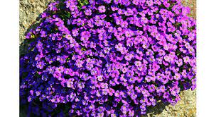 Arbuste persistant hauteur 5 m. 7 Couvre Sols Persistants A Avoir Dans Son Jardin Mon Jardin Ma Maison