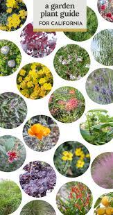 Many people are familiar with the. The Plant Guide For Our Southern California Low Water Front Yard Garden The Gold Hive