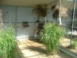 Bird Aviary For Sale Nsw Finch Aviary Bird Aviary Bird Aviary For Sale Aviary