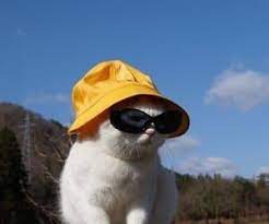 White Cat With Beautiful Eyes On We Heart It Cat Aesthetic Cat Glasses Cat With Glasses Aesthetic