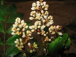 Image result for Gilbertiodendron dewevrei