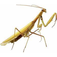 A praying mantis is a fun and relatively simple pet to care for. Praying Mantis Definition From The Insects Topic Insects