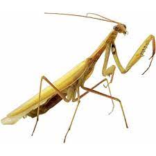 La mantis religiosa es una criatura fascinante, forzada a vivir sola. Praying Mantis Definition From The Insects Topic Insects