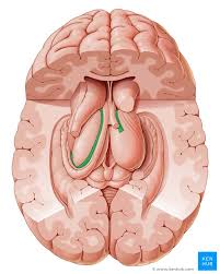 Cerebrospinal Fluid Flow And Production Kenhub