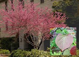 Below are common attributes associated to rising sun redbud. Cercis Redbud At Portland Nursery And Garden Center