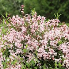Image result for Deutzia