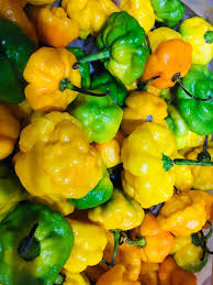 This chile is very similar in flavor, texture, size and heat as its' cousin the habanero. Jamaican Scotch Bonnet Peppers Whole Fresh Pods Caribbean Etsy