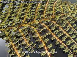 Image result for Centrostachys aquatica