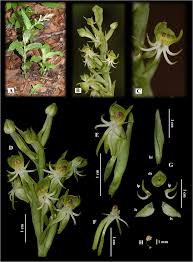 Image result for Habenaria petitiana