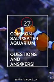 27 Common Saltwater Aquarium Questions And Answers In 2020 Saltwater Fish Tanks Saltwater Aquarium Saltwater