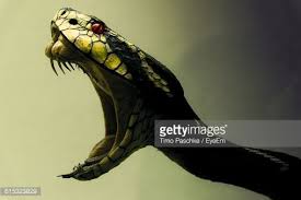 The ability to sense infrared thermal radiation evolved independently in two different groups of snakes, one consisting of the families boidae (boas) and pythonidae (pythons), the other of the family crotalinae (pit vipers). Close Up Of Snake With Mouth Open Snake Art Snake Rattlesnake Tattoo