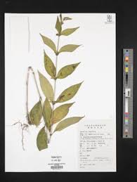 Image result for Justicia buchholzii