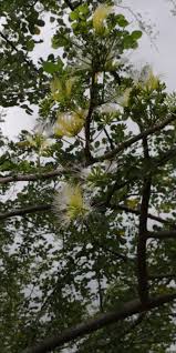 Image result for Albizia anthelmintica