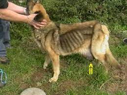 Is your dog salivating a lot from the mouth? Interview With A Veterinarian What Do I Do When My Dog Has Cancer Pethelpful